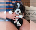 Puppy Sterling Bernedoodle (Miniature)