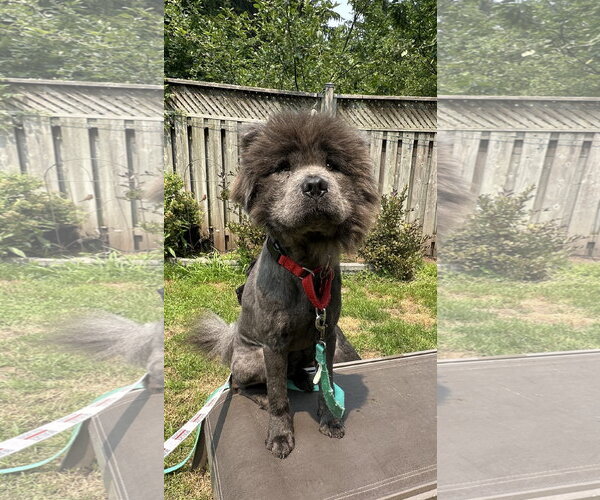 Medium Photo #2 Chow Chow Puppy For Sale in Prescott, Ontario, Canada