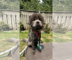 Juice & Kool Aid - Male Chow Chow Dog for Adoption - Photo #2