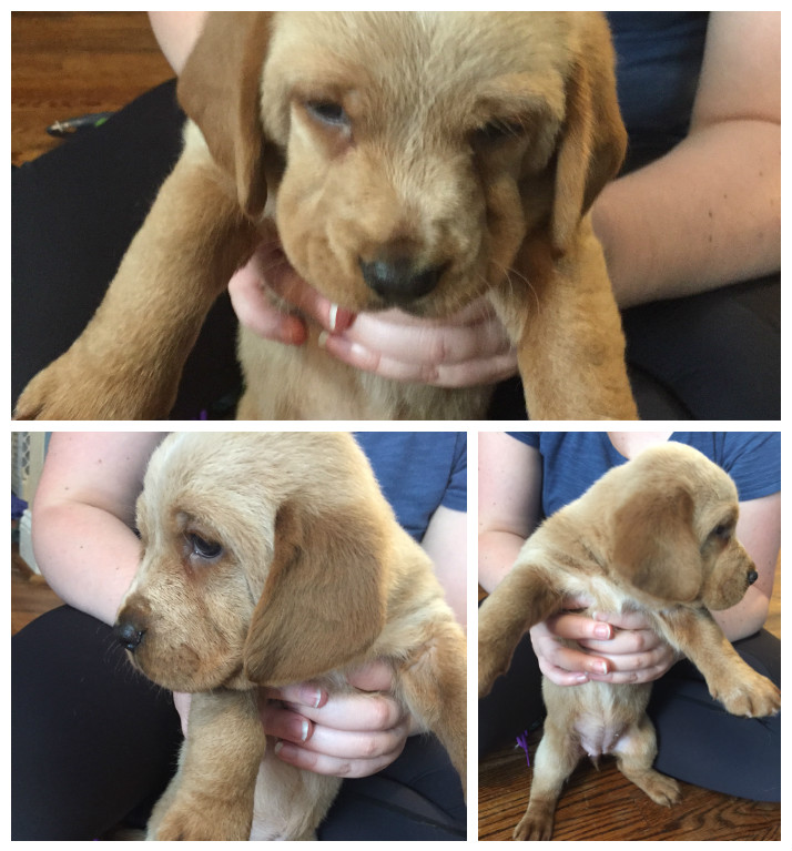 Medium Photo #1 Ba-Shar Puppy For Sale in PARKVILLE, MD, USA