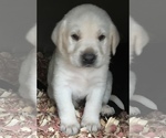 Small Photo #1 Labrador Retriever Puppy For Sale in TAYLORSVILLE, NC, USA