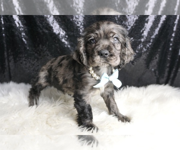 Medium Photo #55 Cocker Spaniel Puppy For Sale in WARSAW, IN, USA