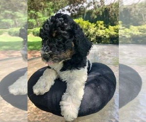 Poodle (Standard) Puppy for sale in VIRGINIA BEACH, VA, USA