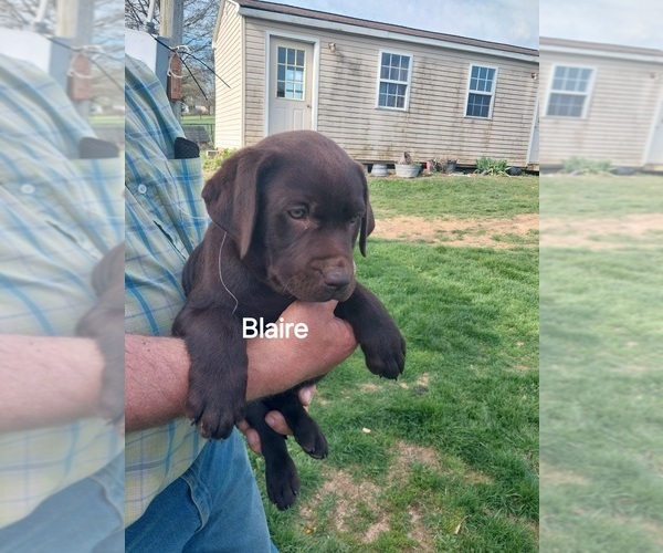 Medium Photo #3 Labrador Retriever Puppy For Sale in HARRISONBURG, VA, USA