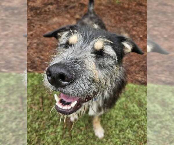 Medium Photo #8 Bearded Collie-Unknown Mix Puppy For Sale in Kennesaw, GA, USA