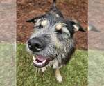 Small #7 Bearded Collie Mix