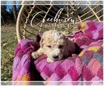 Small Photo #5 Poochon Puppy For Sale in NIANGUA, MO, USA