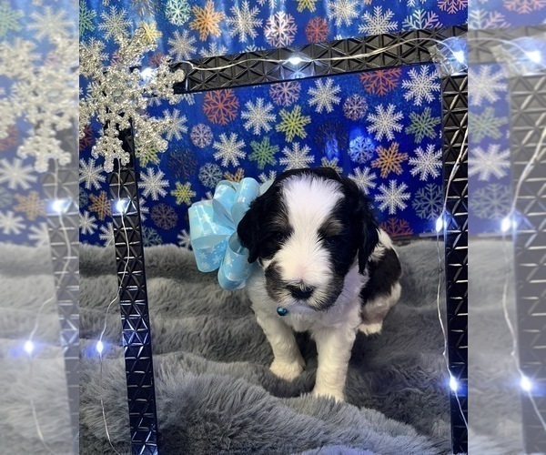 Medium Photo #32 Bernedoodle Puppy For Sale in CLEVELAND, TN, USA