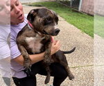 Small #2 Bulldog Mix