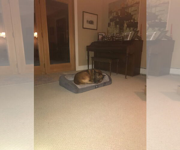 Medium Photo #9 Mutt Puppy For Sale in Stevens Point, WI, USA