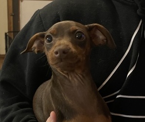 Miniature Pinscher Puppy for sale in TROUT RUN, PA, USA