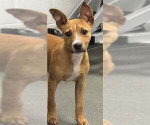 Labrador Retriever-Unknown Mix Dogs for adoption in Corpus Christi, TX, USA