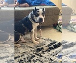 Small Photo #1 American Bully Puppy For Sale in NIXA, MO, USA