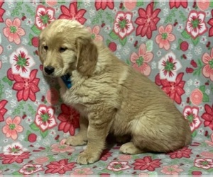 Golden Retriever Puppy for sale in LANCASTER, PA, USA