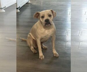 Bulldog-Staffordshire Bull Terrier Mix Dogs for adoption in Des Moines, IA, USA