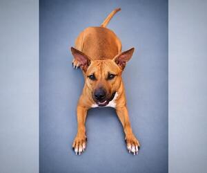 Brandy-$75 Adoption Fee! Diamond Dog! - Female Mutt Dog for Adoption - Photo #17