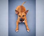 Small #16 Mutt