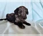 Small #4 Goldendoodle