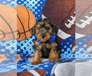 YorkiePoo Puppy for sale in QUARRYVILLE, PA, USA