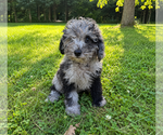 Small #35 Cavapoo (Miniature)