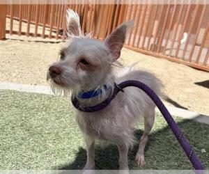 Mutt Dogs for adoption in Las Vegas, NV, USA