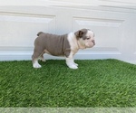 Small Photo #7 Bulldog Puppy For Sale in ATLANTA, GA, USA