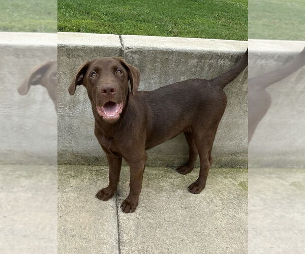 Medium Photo #3 Labrador Retriever-Mountain Cur Mix Puppy For Sale in Boston, MA, USA