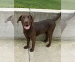 Small #2 Labrador Retriever-Mountain Cur Mix
