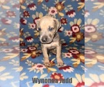 Puppy Wynonna Judd Great Dane