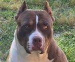 Small Photo #1 American Bully Puppy For Sale in WALTERBORO, SC, USA