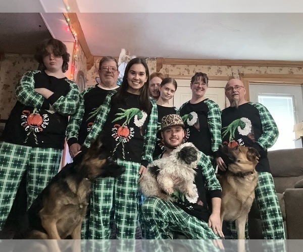 Medium Photo #74 German Shepherd Dog Puppy For Sale in LA FAYETTE, NY, USA