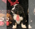 Small Photo #4 Bernedoodle Puppy For Sale in DALE, IN, USA