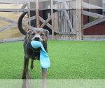 Small #1 Mutt