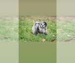 Puppy Puppy 2 Aussiedoodle Miniature 