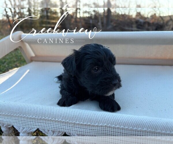 Medium Photo #2 Havapoo Puppy For Sale in NIANGUA, MO, USA