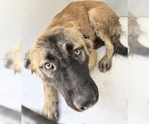 German Shepherd Dog Dogs for adoption in Houston, TX, USA