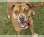 Small Photo #2 American Staffordshire Terrier-Labrador Retriever Mix Puppy For Sale in Tallahassee, FL, USA
