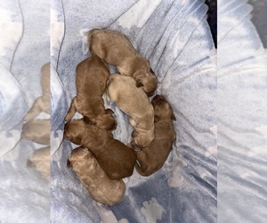 Goldendoodle Puppy for sale in ARDMORE, OK, USA