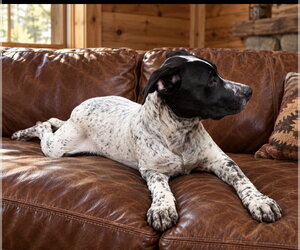 Cleo Taylor - Male Bassetdor Dog for Adoption - Photo #3