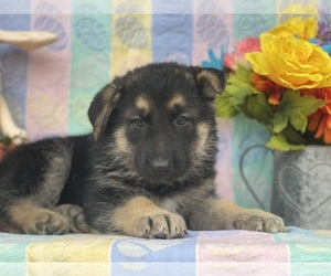 German Shepherd Dog Puppy for sale in LANCASTER, PA, USA