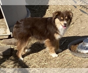 Mother of the Shel-Aussie puppies born on 06/03/2025