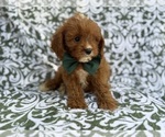 Small #6 Cavapoo (Miniature)