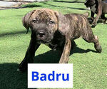 Puppy Badru America Bandogge Mastiff