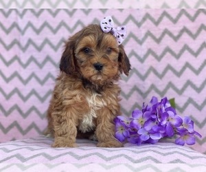 Poodle (Miniature)-Shorkie Tzu Mix Puppy for sale in LAKELAND, FL, USA