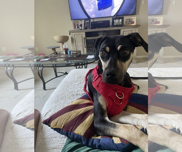 Medium Photo #9 Catahoula Leopard Dog-Unknown Mix Puppy For Sale in Chandler, AZ, USA