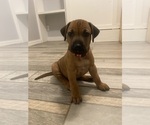 Small #1 Rhodesian Ridgeback