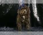 Small #5 Goldendoodle (Miniature)