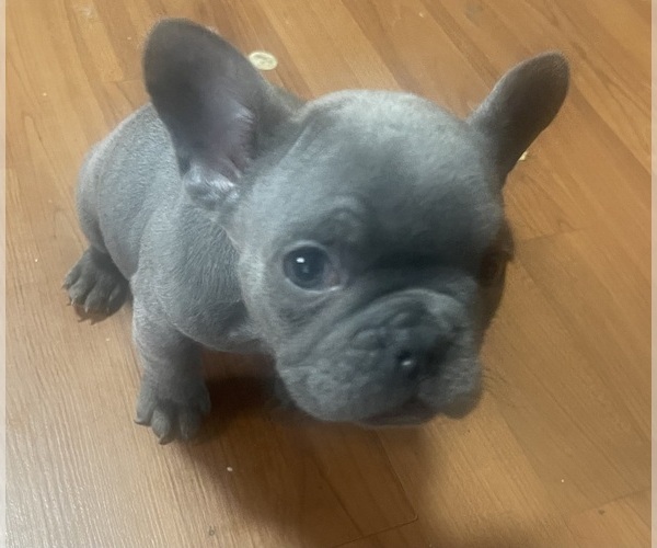 Medium Photo #1 French Bulldog Puppy For Sale in LAPEER, MI, USA