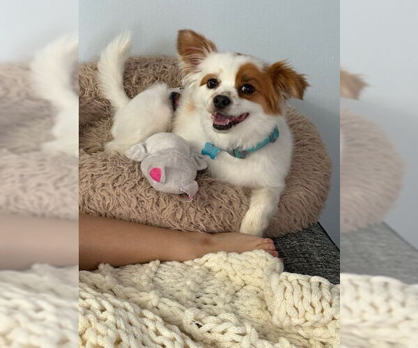 Medium Photo #4 Chihuahua-Unknown Mix Puppy For Sale in Plainfield, IL, USA