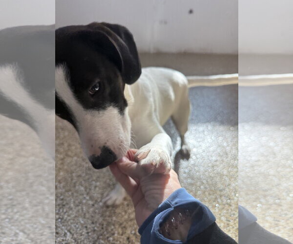 Medium Photo #4 Rat Terrier-Unknown Mix Puppy For Sale in Mooresville, NC, USA
